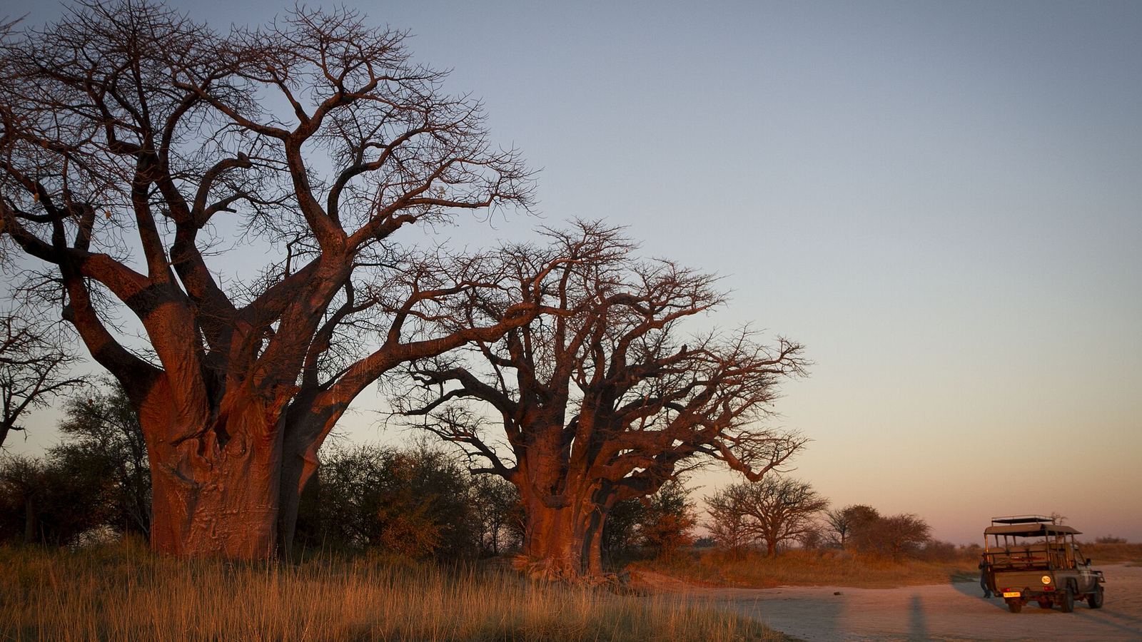Baines' Baobabs in Nxai Pan at dusk with a safari vehicle on the sandy track at right