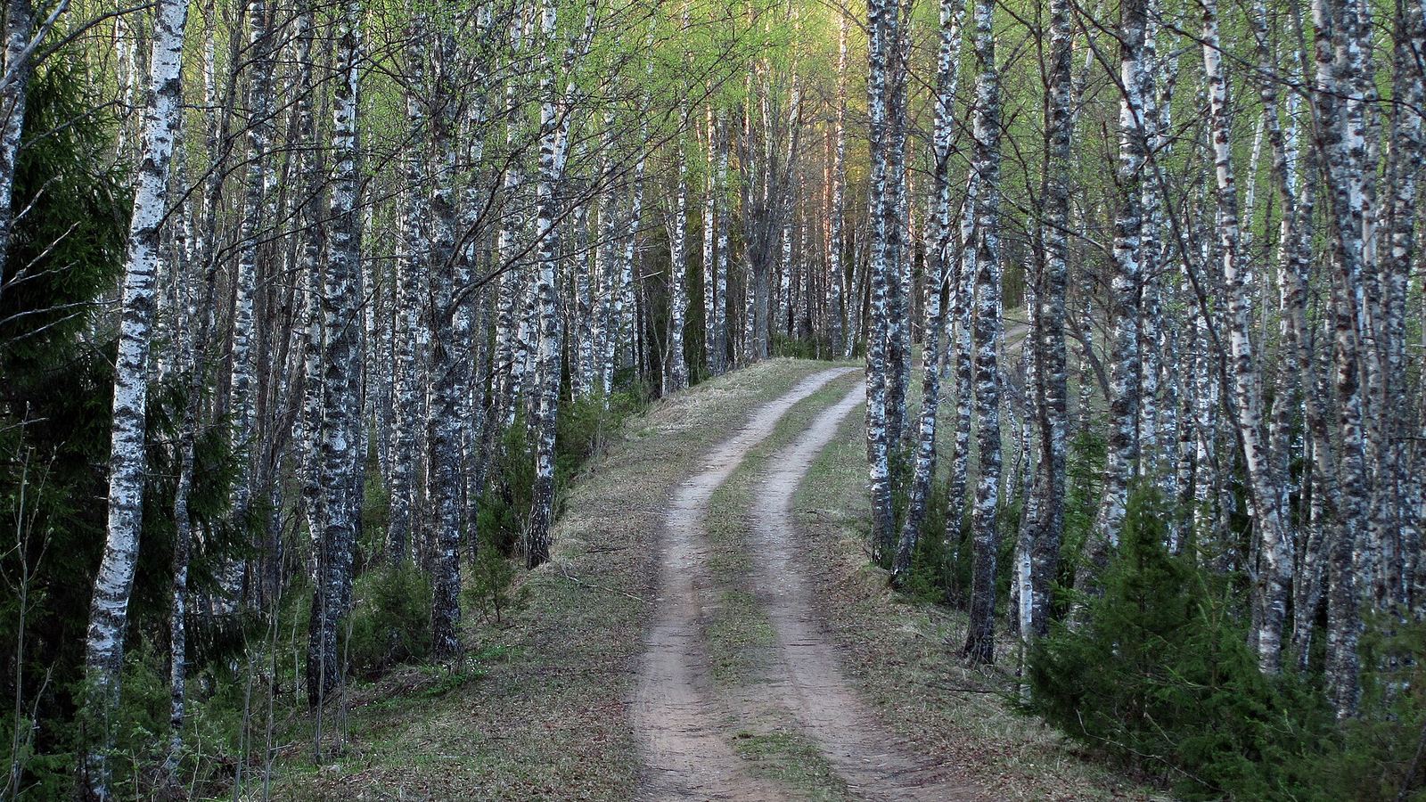 Gravel forest track through birch woods in Pohja-Korvemaa Nature Reserve, Harju County, Estonia