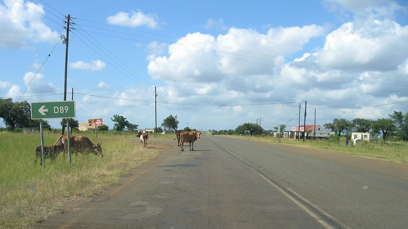 Rural paved road MR8 before Big Bend, Eswatini, with road sign D89 and cattle on the road in the middle distance
