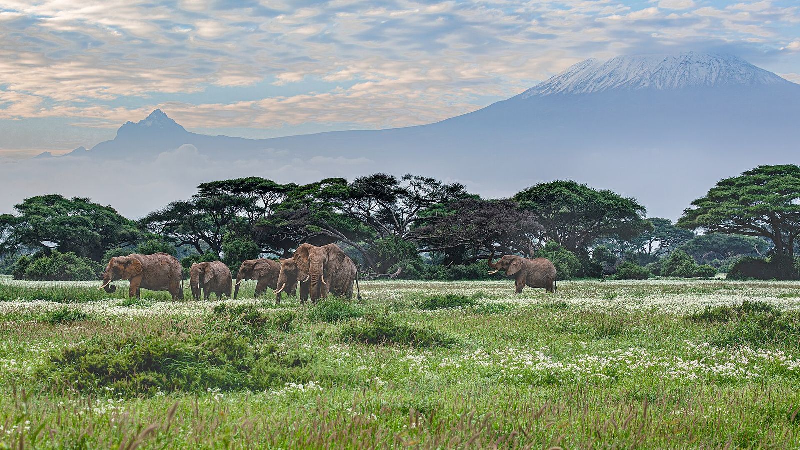 Elephant herd under flat-topped acacias with Mount Kilimanjaro rising behind, Amboseli National Park