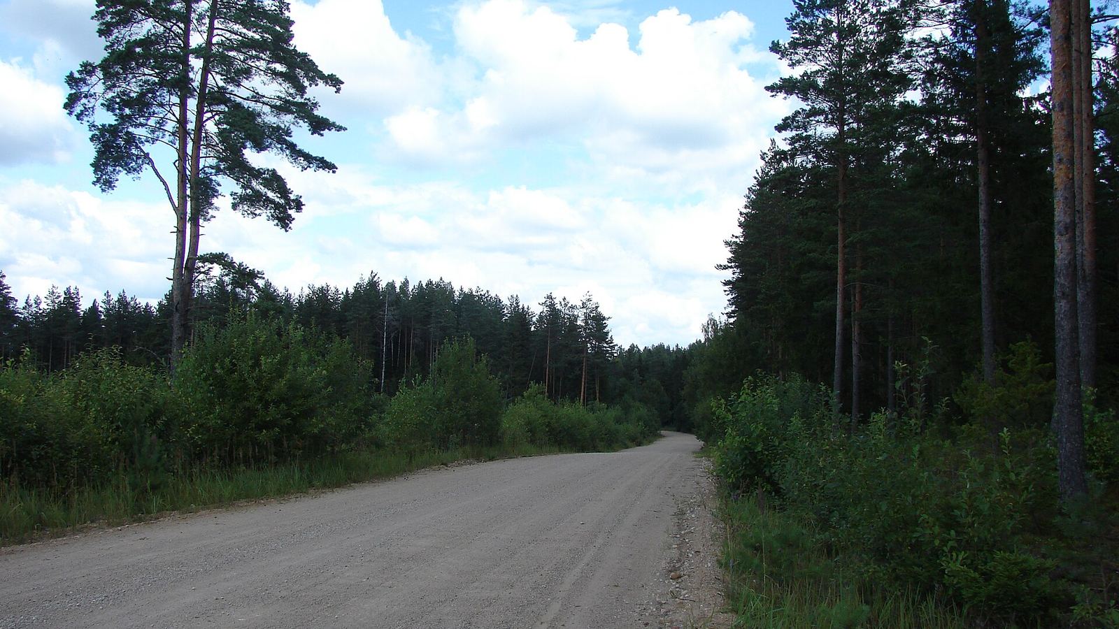 Gravel road through a pine forest between Luznava and Rezekne
