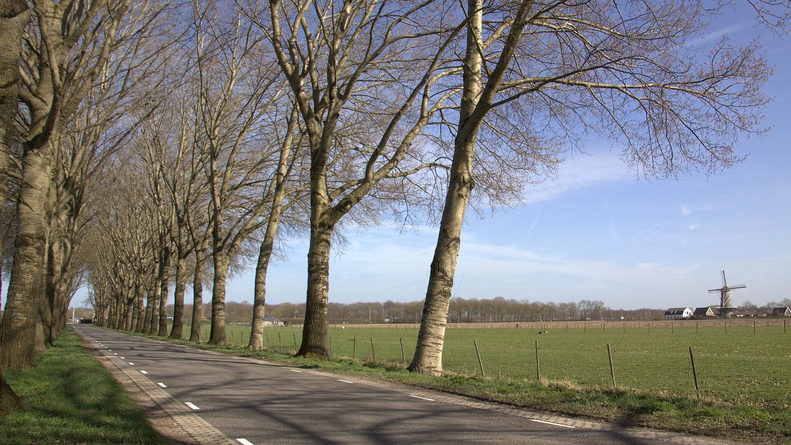 Tree-lined dike road near Werkhoven with a windmill, Kromme Rijn area