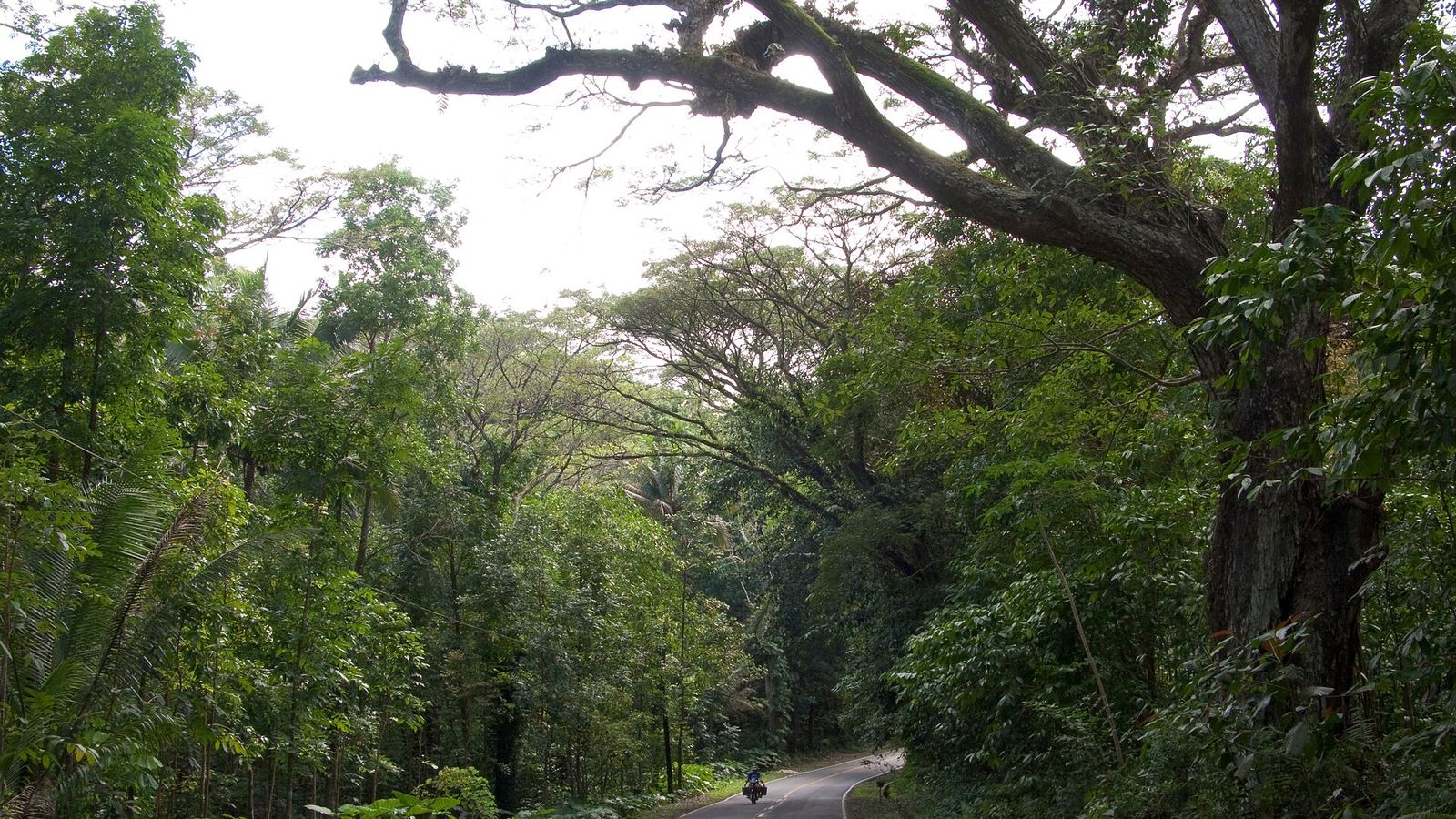 Paved road through tropical forest at Bilar, Bohol island, one distant motorcyclist
