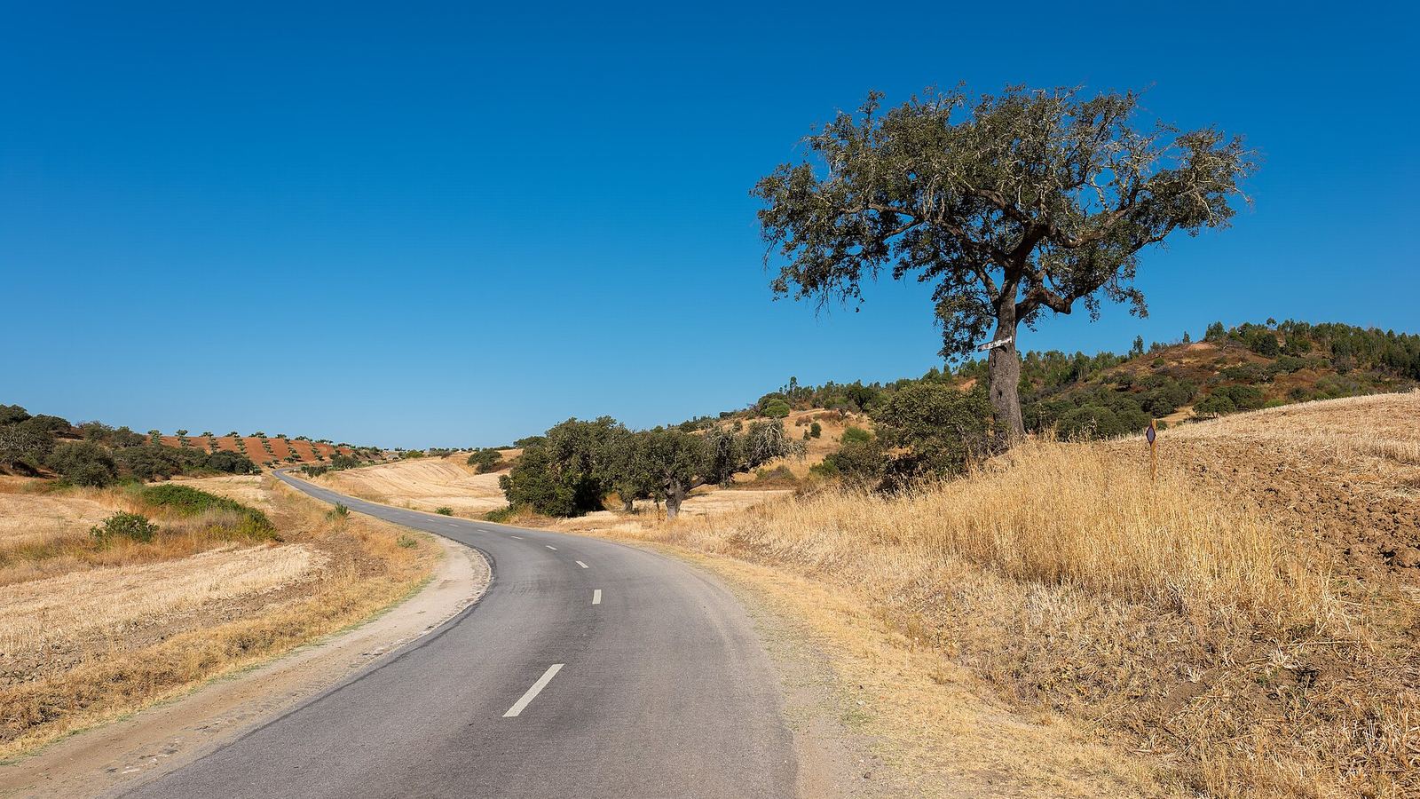 A quiet country road winding past a cork oak and golden stubble fields, Alentejo, Vidigueira.