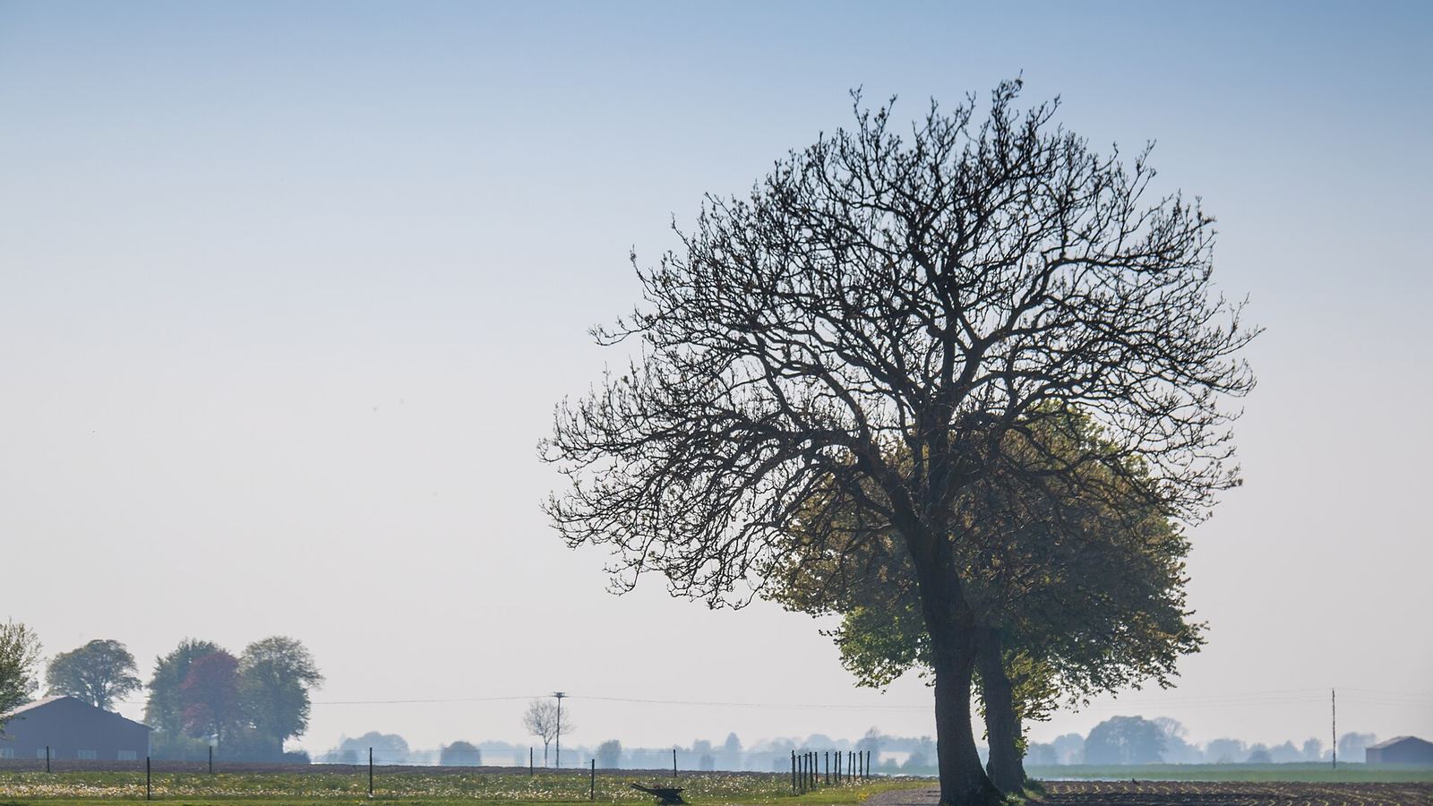 Gravel country road beside a large tree through farmland in Skåne, Sweden