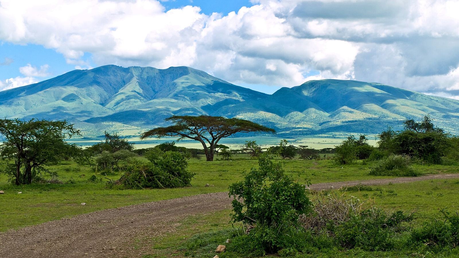 Winding dirt road, flat-topped umbrella acacia and green mountains under blue sky and cumulus, near Olduvai Gorge, northern Tanzania