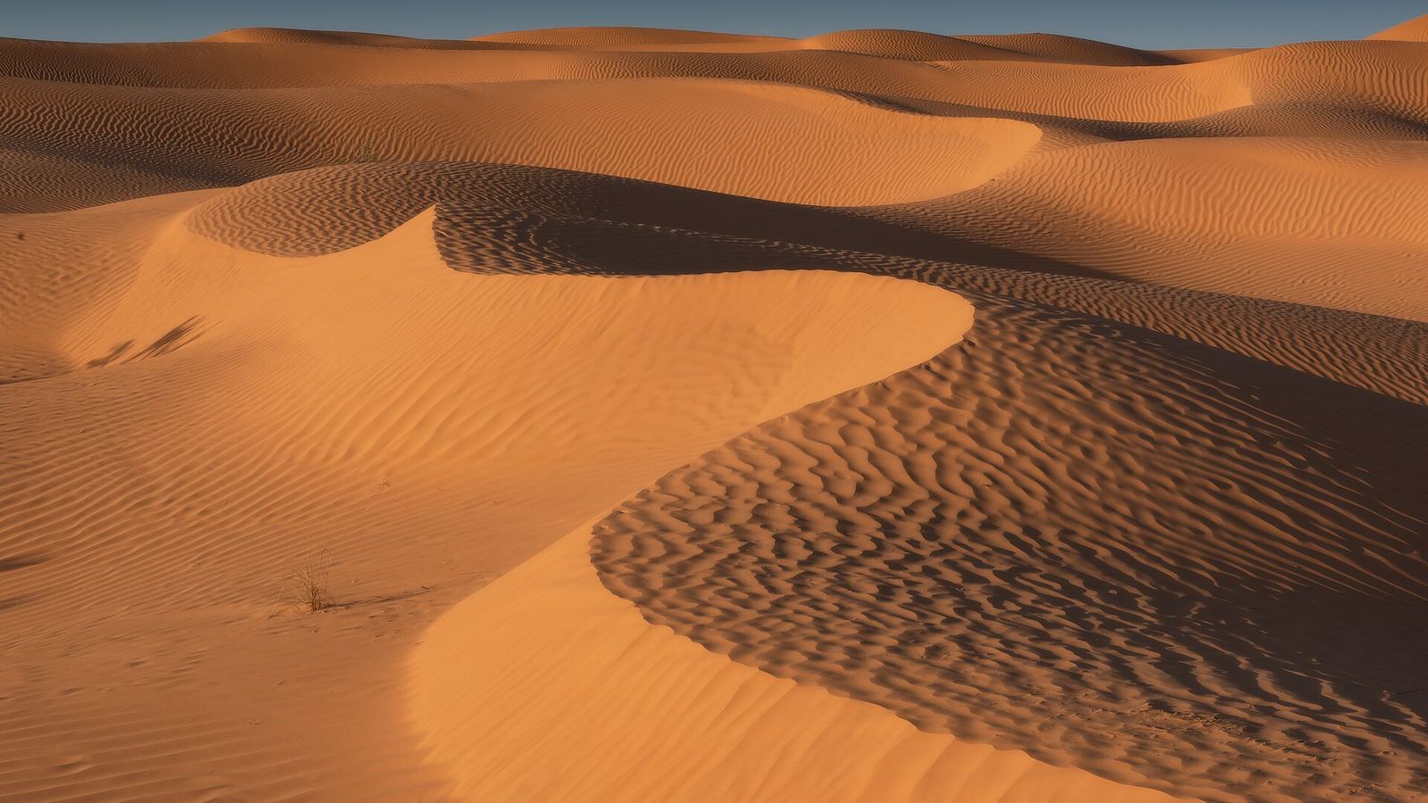 Golden rippled dunes of the Tunisian Sahara at low sun