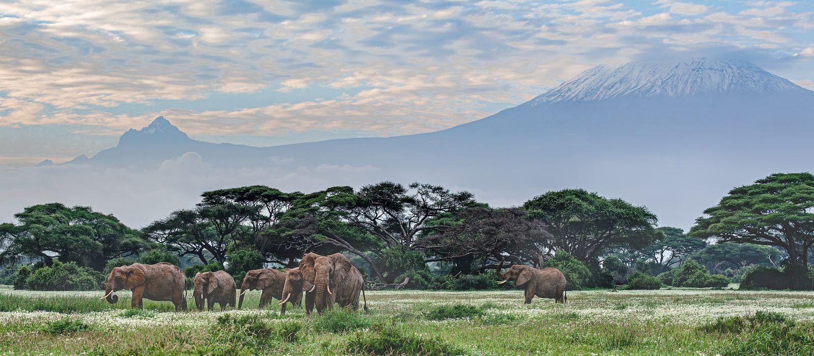 Elephants in front of Mount Kilimanjaro in Amboseli