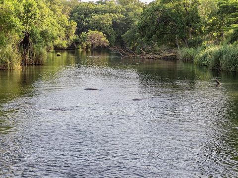 Mzima Springs