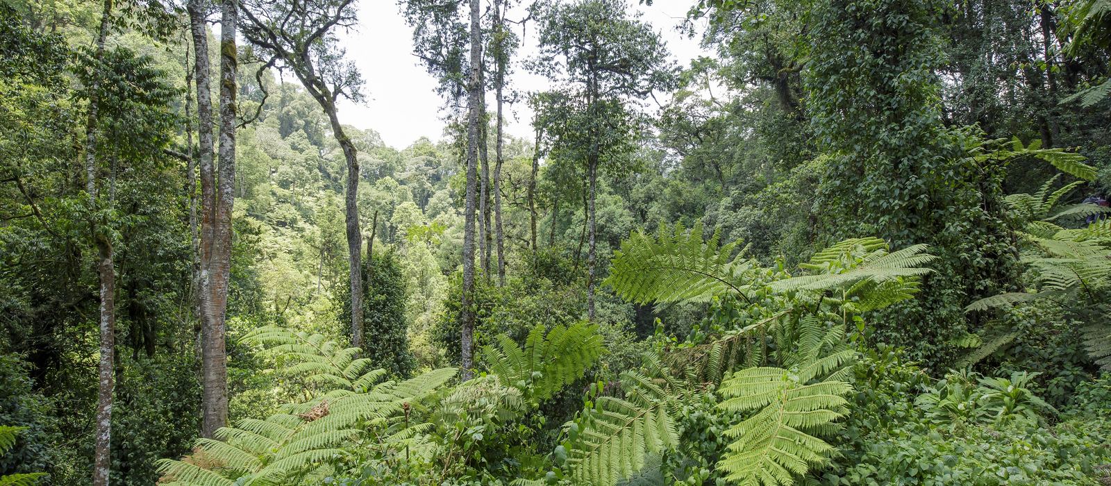 Tree ferns and forest in Bwindi Impenetrable National Park