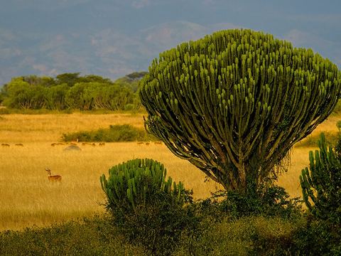 Queen Elizabeth National Park