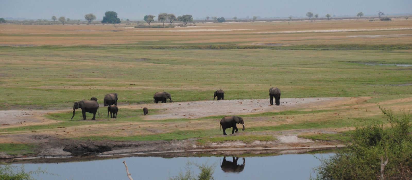 Elephants on the Chobe floodplain
