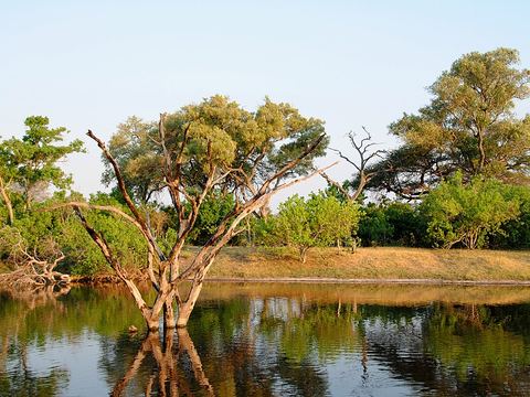Savuti Channel