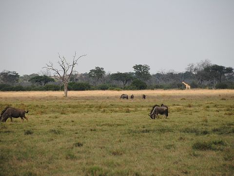 Savuti