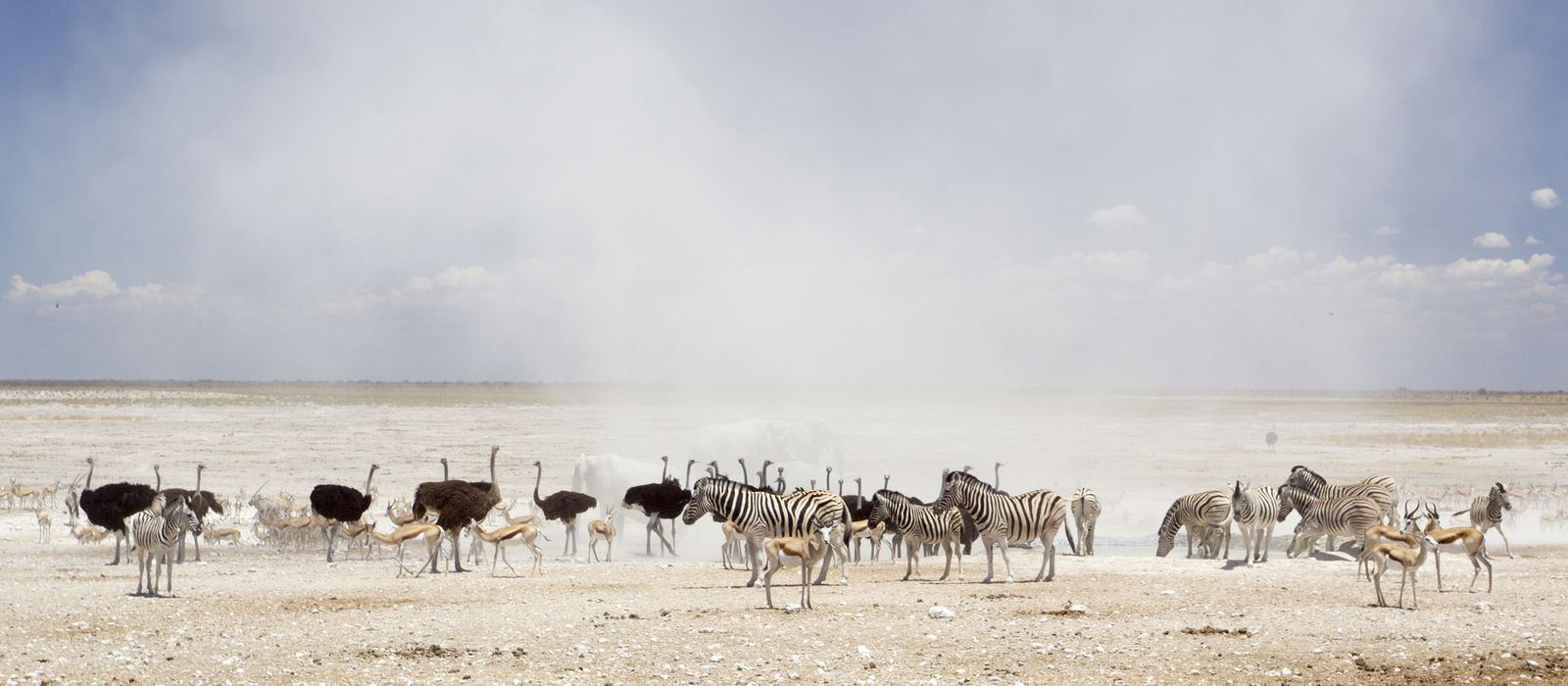 Cebras, avestruces y springboks en una nube de polvo sobre el salar de Etosha