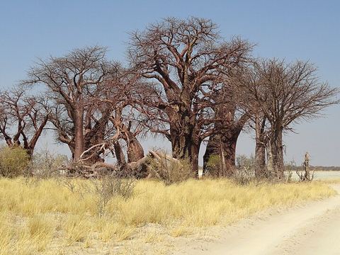 Baines' Baobabs
