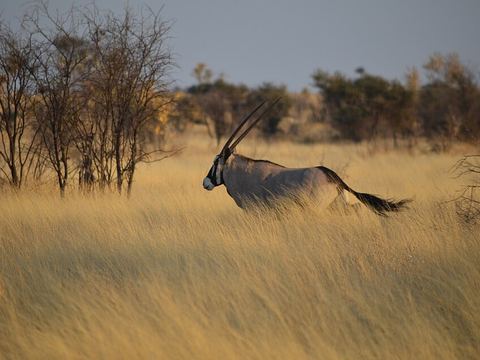 Central Kalahari Game Reserve