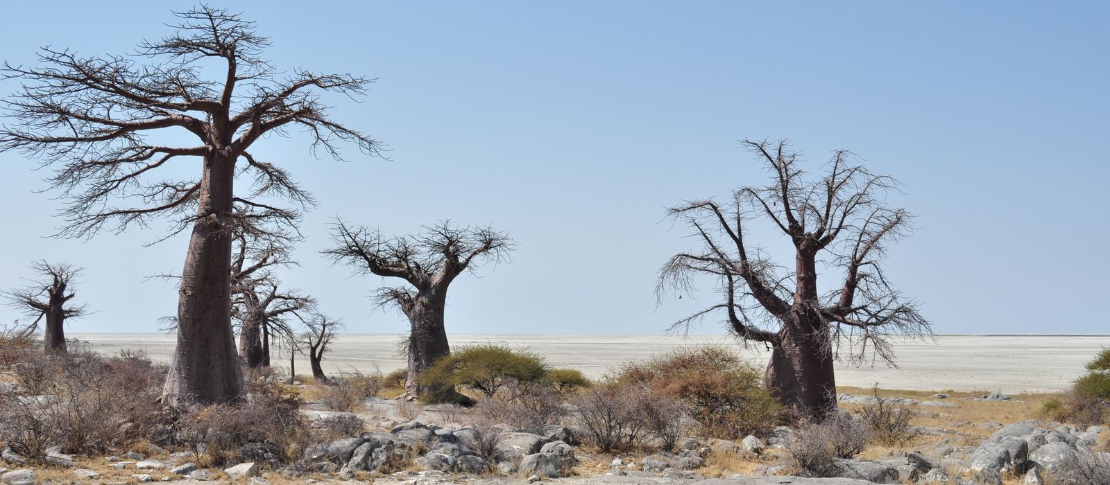 I baobab di Kubu Island ai margini della distesa di sale