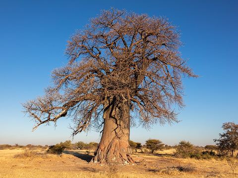 Makgadikgadi Pans National Park