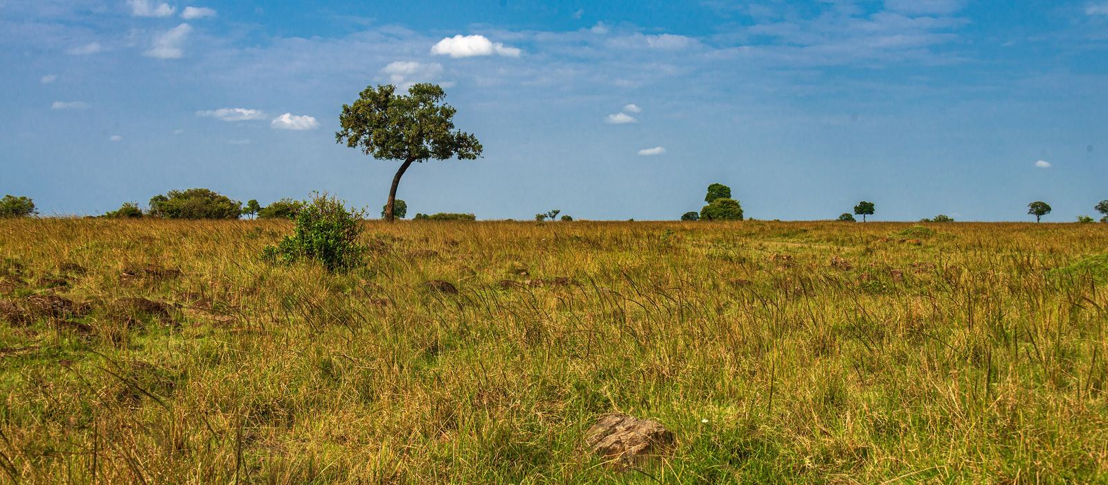 Open savanna of the Masai Mara with a lone tree