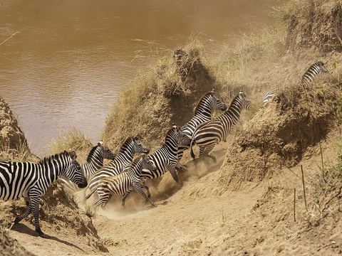 Mara River