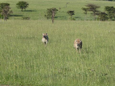 Olare Motorogi Conservancy