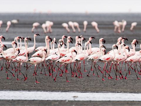Lake Natron