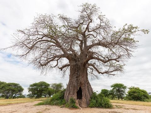 Tarangire National Park