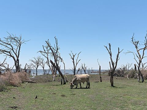 Lake Ngami