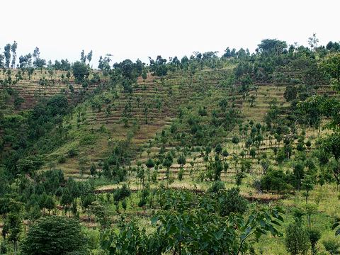 Konso (Karat)