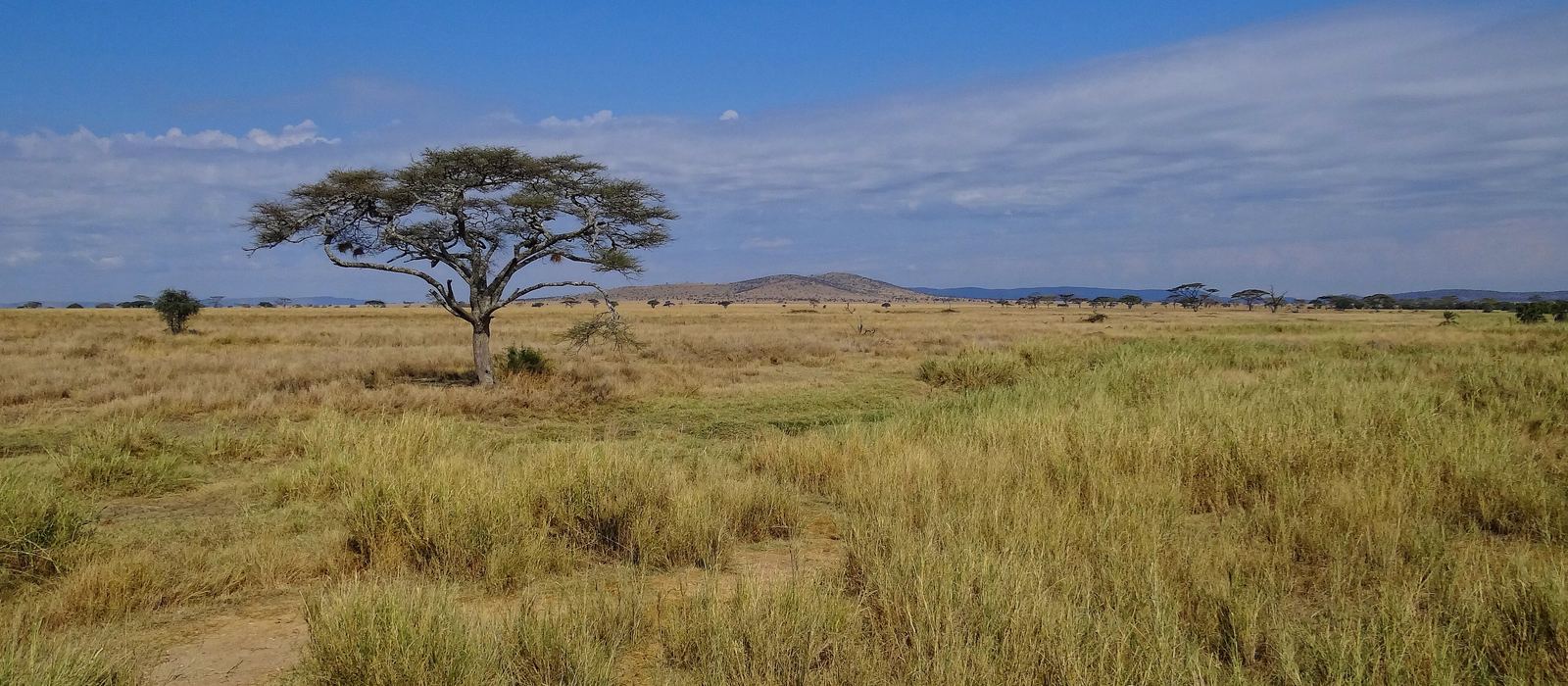 Pianure erbose e acacie nel Serengeti