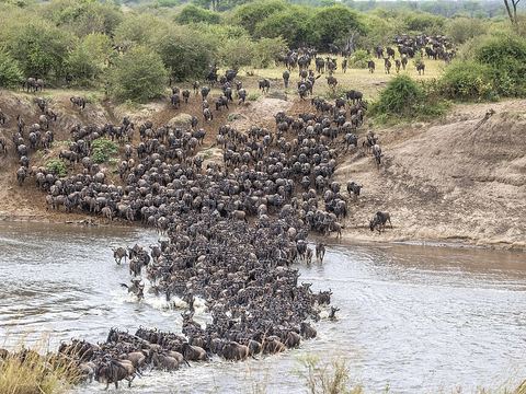 Mara River