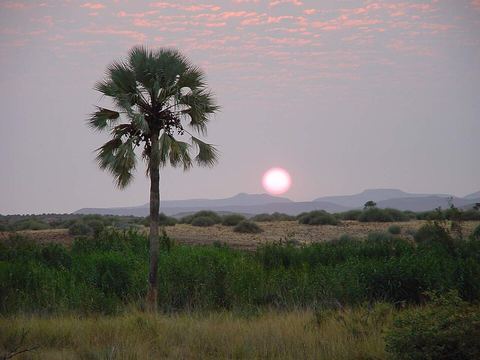 Palmwag